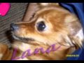 rodrigo.WMV
