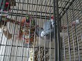 During Cage cleaning. Emma my Congo African grey.