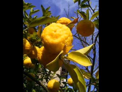 how to grow yuzu