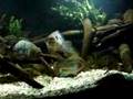 loisellei meets Parachromis managuensis - Jaguar cichlid