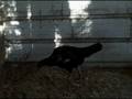 BLACK SHAMO PULLET ORIENTAL GAMEFOWL Oct 26 2008 - VID00008