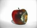 Rotting Apple