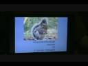 Animals in Yiddish 2, animales en yidish 2, חיות אױף ייִדיש
