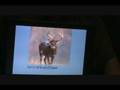 videos de Animals in Yiddish 2, animales en yidish 2, חיות אױף ייִדיש