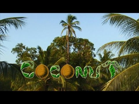 how to harvest coconut