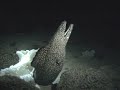 spotted moray eats carcass