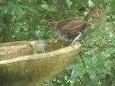 Brown Thrasher