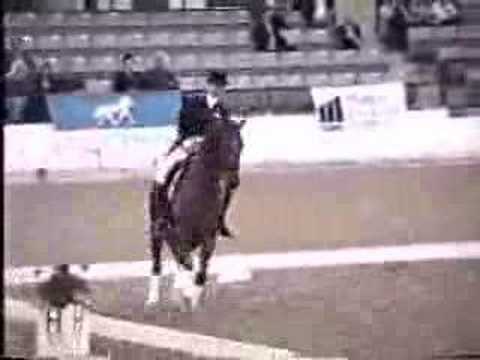 Harry Callahan American Saddlebred ...