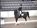 Harry Callahan American Saddlebred Dressage horse