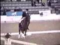 Harry Callahan American Saddlebred Dressage horse