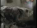 the pied piper of hamelin pbs part 1