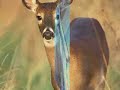 Toyota Echo-I hit a deer Toyota Echo-I hit a deer