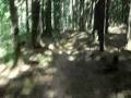 videos de Single trak.wmv