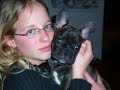 Bouledogue Fran�ais