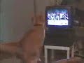 The Boxing Cat
