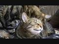 videos de Brotherly Kitty Love - Lugosi & Spider