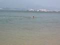 Butterfly in the ocean