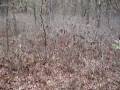 videos de Pine Barrens walk 12-02-08, part 1