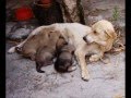 Rifa Castração de Animais Carentes!!
