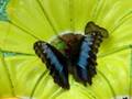The Butterfly Room