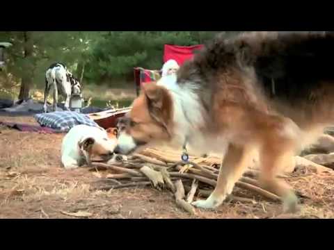 Funny Video - Dogs Camping (Subaru Commercial)