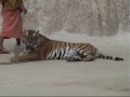 Thailand, part 3 - Tigers in Wat Pa Luang Ta Bua Yannasampanno