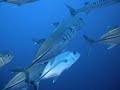 Black fin Black fin