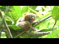 Tarsier Tarsier