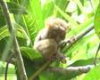 Tarsier