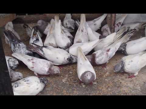 indian pigeon - NOT FOR SELL Check It Indian high flyer website www.upaindia.com.