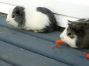 My 2 piggies My 2 piggies