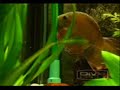 discus freaks aud dreieich