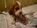 Canil da Cris . basset hound filhotes  do indy com a andy , uns amores de bbs  .avi