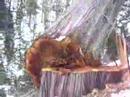 Big tree coming down in Revelstoke