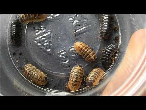 YouTube reptile video
