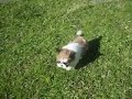 Gizmo the Shih Tzu playing outside
