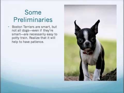 how to train boston terrier puppy