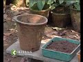 Cultivation process of Anthurium Cultivation process of Anthurium