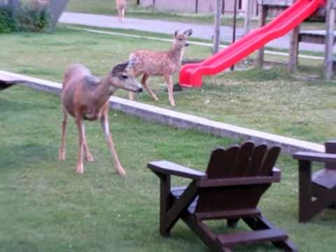 Watch RC Video: 'deer vs rc car'