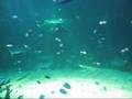 Sydney Aquarium