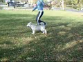 Akamute Goldust Clear Xensation - Clara - 12 weeks