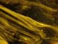 cichla ocellaris with fry