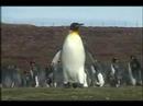 King Penguin Volunteer Point King Penguin Volunteer Point
