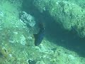 Black Durgeon Trigger Fish