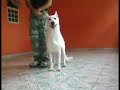 Apresenta��o Panda Luma Pryte