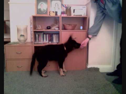 german shepard