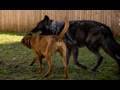 Dog Training with Primitive Breeds - www.SelfHelpDogTraining.com (K9-1)