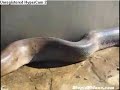 World's Biggest Snake