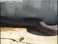 world's biggest snake