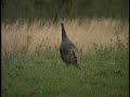 Turkey hunt turns into varmint hunt
